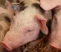 Schweinegrippe-Pandemie kein Problem bei Schweinen