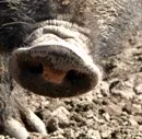 Schweinegrippe: Unsicherheit und viele Fragen