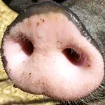 Schweinegrippe berschtzt - Pandemieplan ndern