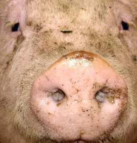 Schweinehaltung Hessen