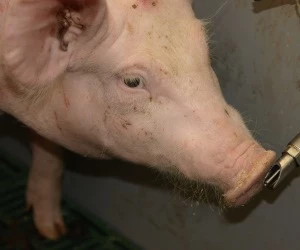 Schweinehaltung in Deutschland