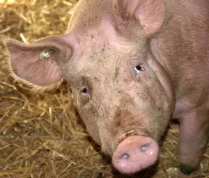 Schweinehandel 2021