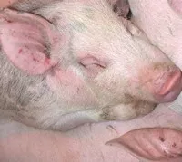 Schweinemast auf KZ-Gelnde