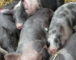 Schweinemast in Tschechien