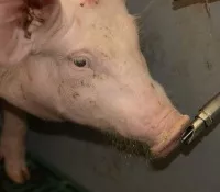 Schweineseuche