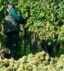 Startschuss zur Weinlese: Pfalz erntet erste Trauben 