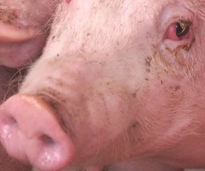 Tierschutzkontrollen Schweine Rinder Geflgel