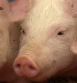 Tierversuch am Schwein