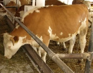 Viehbestnde in Sachsen-Anhalt
