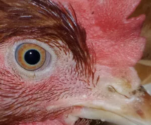 Vogelgrippe Emsland 2015