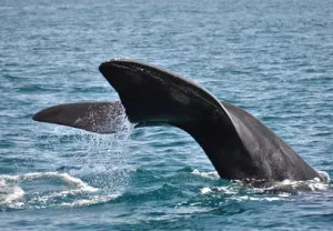 Wal- und Delfinfang