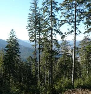 Wald in Bergregionen