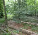 Waldbewirtschaftung 