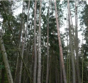 Waldspaziergang 2015