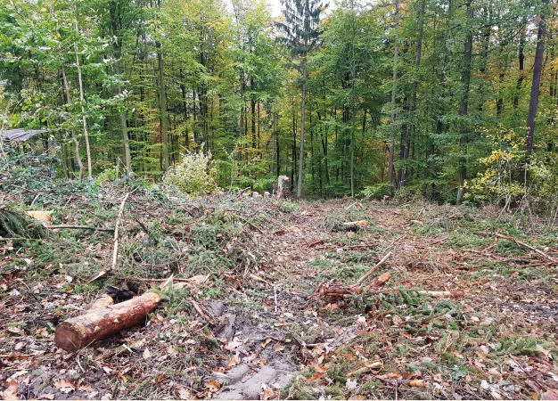 Waldzustand 2020 Baden-Wrtttemberg
