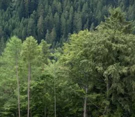 Waldzustand 2020