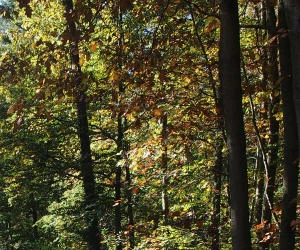 Waldzustand in Niedersachsen 2015