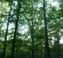 Waldzustandsbericht Thringen