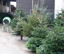Weihnachtsbaum-Markt