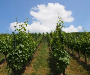 Weinbau in Franken
