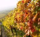Weinbestnde in Baden-Wrttemberg blieben 2009 stabil