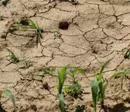 Welthungerhilfe und terre des hommes fordern verlssliche Finanzierung von Klimaschutz im Sden