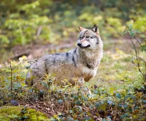 Wolf auf Wanderschaft