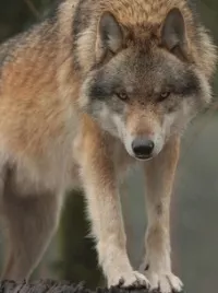 Wolfsmanagement in Deutschland