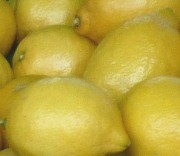 Zitronenernte in den Südstaaten