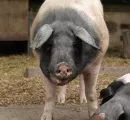 Zufriedenes Schwein 